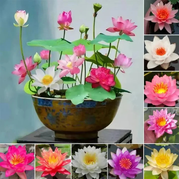 🌸 Premium Japanese Bonsai Lotus Seeds - High Fragrance  🌸)