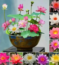 🌸 Premium Japanese Bonsai Lotus Seeds - High Fragrance  🌸)