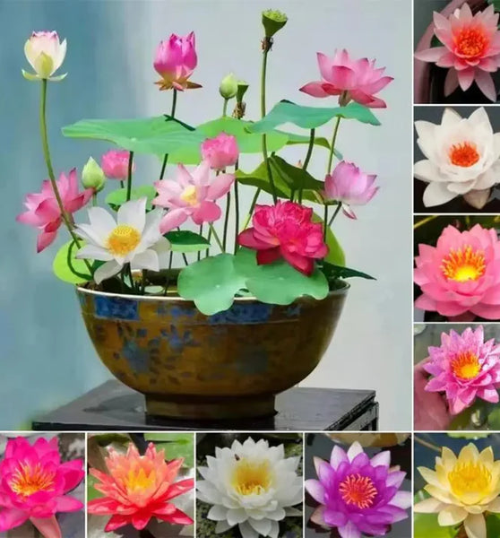 🌸 Premium Japanese Bonsai Lotus Seeds - High Fragrance  🌸)