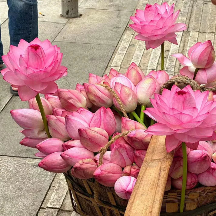 🌸 Premium Japanese Bonsai Lotus Seeds - High Fragrance  🌸)