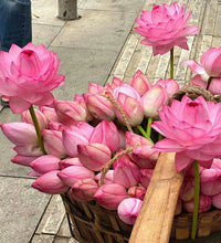 🌸 Premium Japanese Bonsai Lotus Seeds - High Fragrance  🌸)