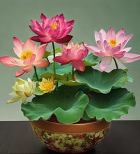 🌸 Premium Japanese Bonsai Lotus Seeds - High Fragrance  🌸)